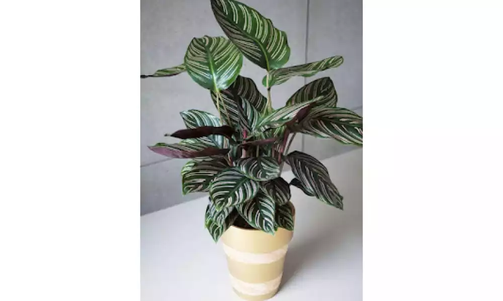 Peacock plant